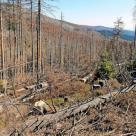 Forstverwaltung warnt vor Folgen unterlassener forstlicher Bewirtschaftung