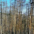 Stille Wald-Politik: Braune Totwälder bald auch im Saale-Orla-Kreis?