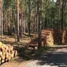 Klimaschützer nutzen Holz