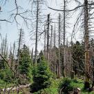 Wald-Streit erreicht hohe Politik