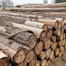 Ärger um Waldbetreuung bei Rodacherbrunn durch Bundesforst